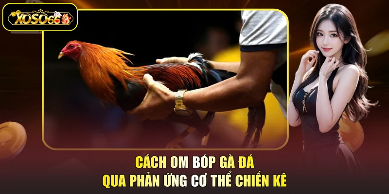 Cách om bóp gà đá qua phản ứng cơ thể chiến kê