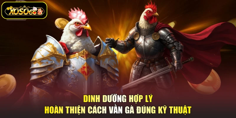 Dinh dưỡng hợp lý hoàn thiện cách vần gà đúng kỹ thuật