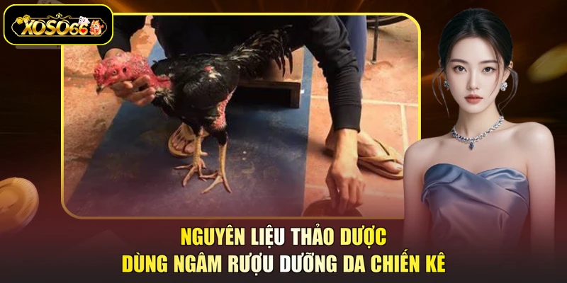Nguyên liệu thảo dược dùng ngâm rượu dưỡng da chiến kê