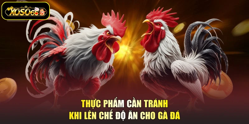 Thực phẩm cần tránh khi lên chế độ ăn cho gà đá
