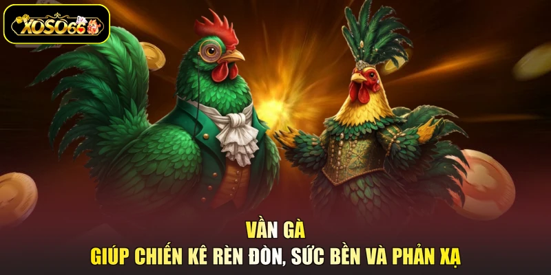 Vần gà giúp chiến kê rèn đòn, sức bền và phản xạ